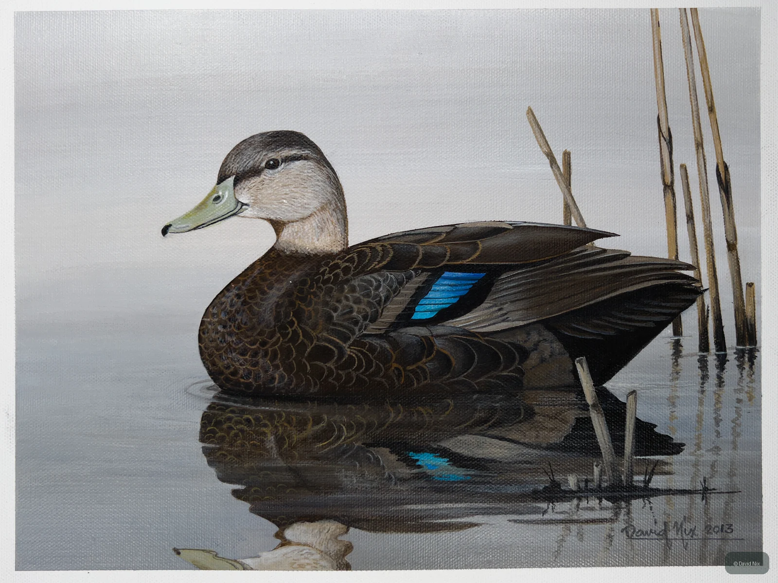 Blue-Winged Teal in Reeds wildlife artwork.