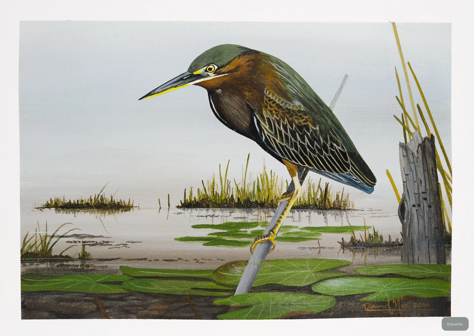 Little Green Heron on lily pads with marsh vegetation.