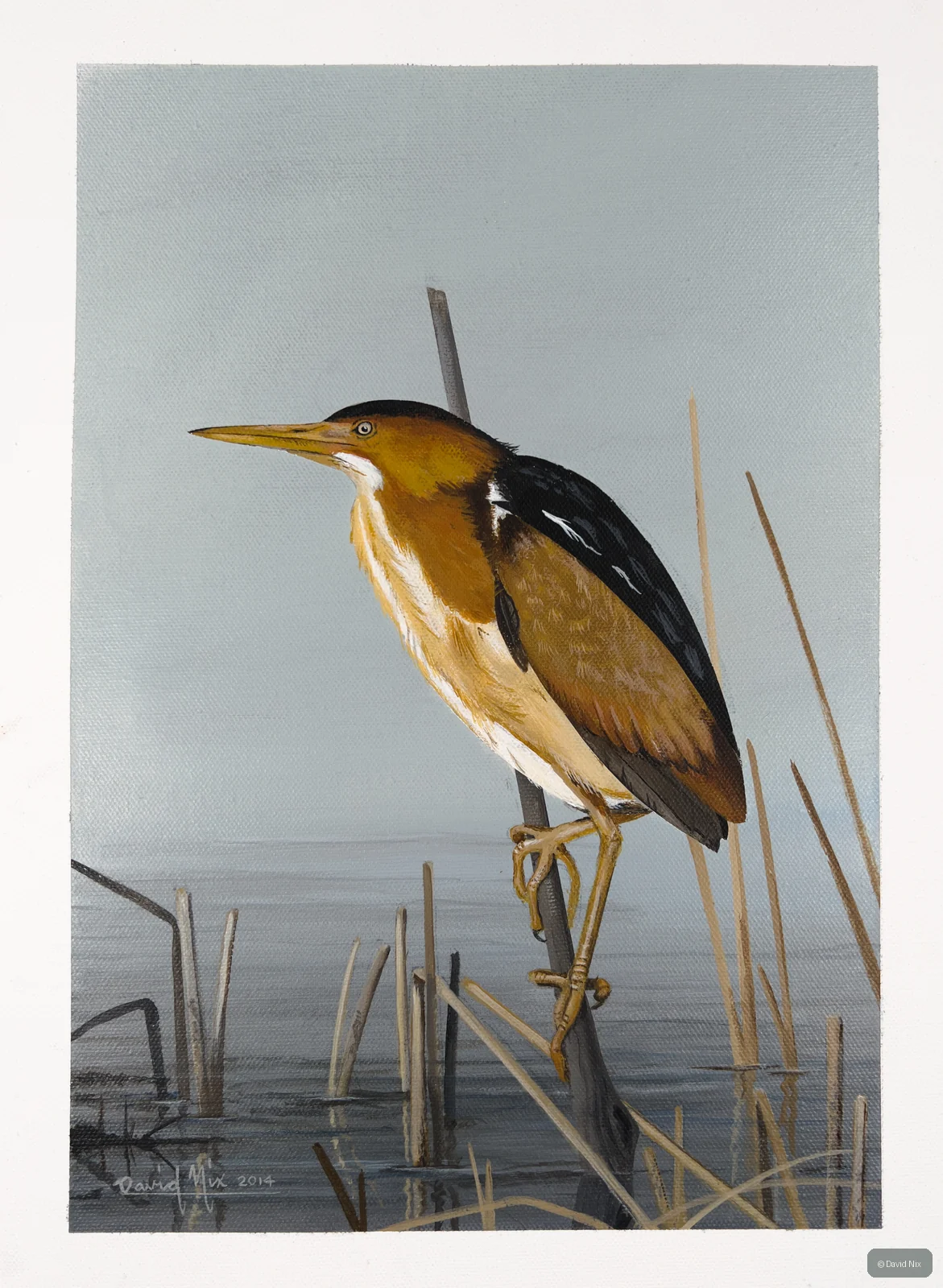 Least Bittern on Reed; least bittern wildlife subject in wetland setting.