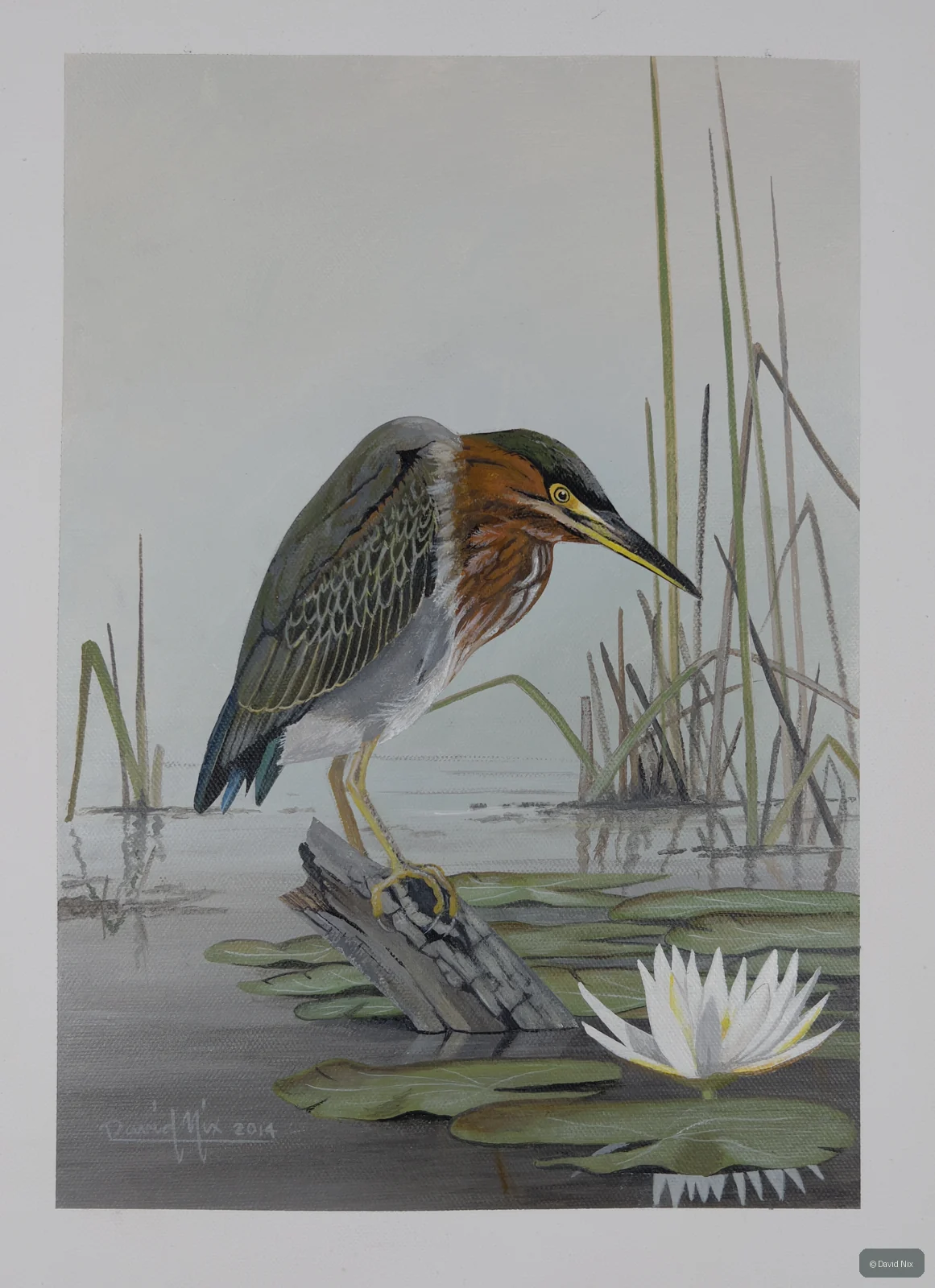 Little Green Heron on lily pads with marsh vegetation.