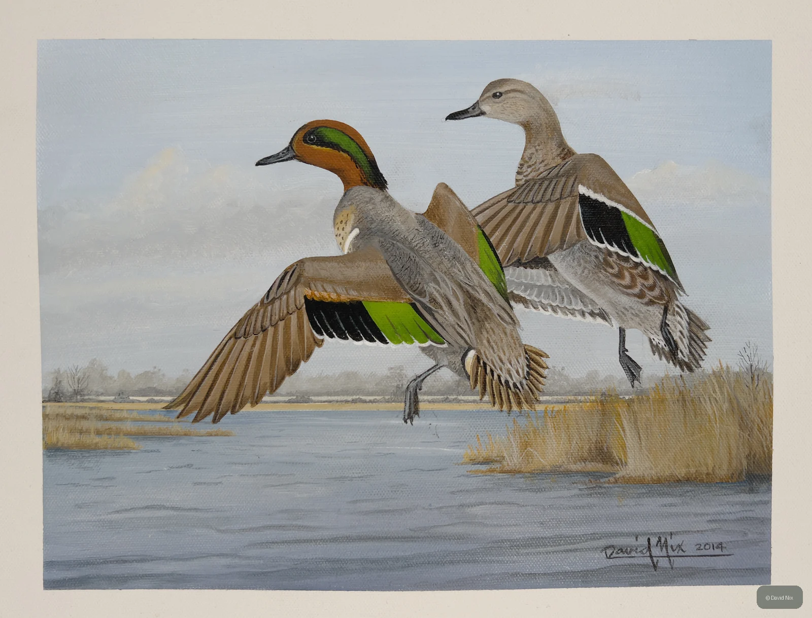 Pair of green-winged teal in flight over marsh/wetland setting.