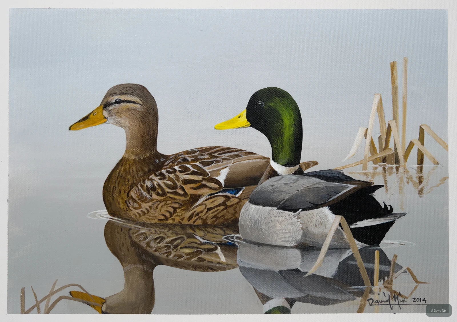 Mallard Duck Pair in Pond wildlife artwork.