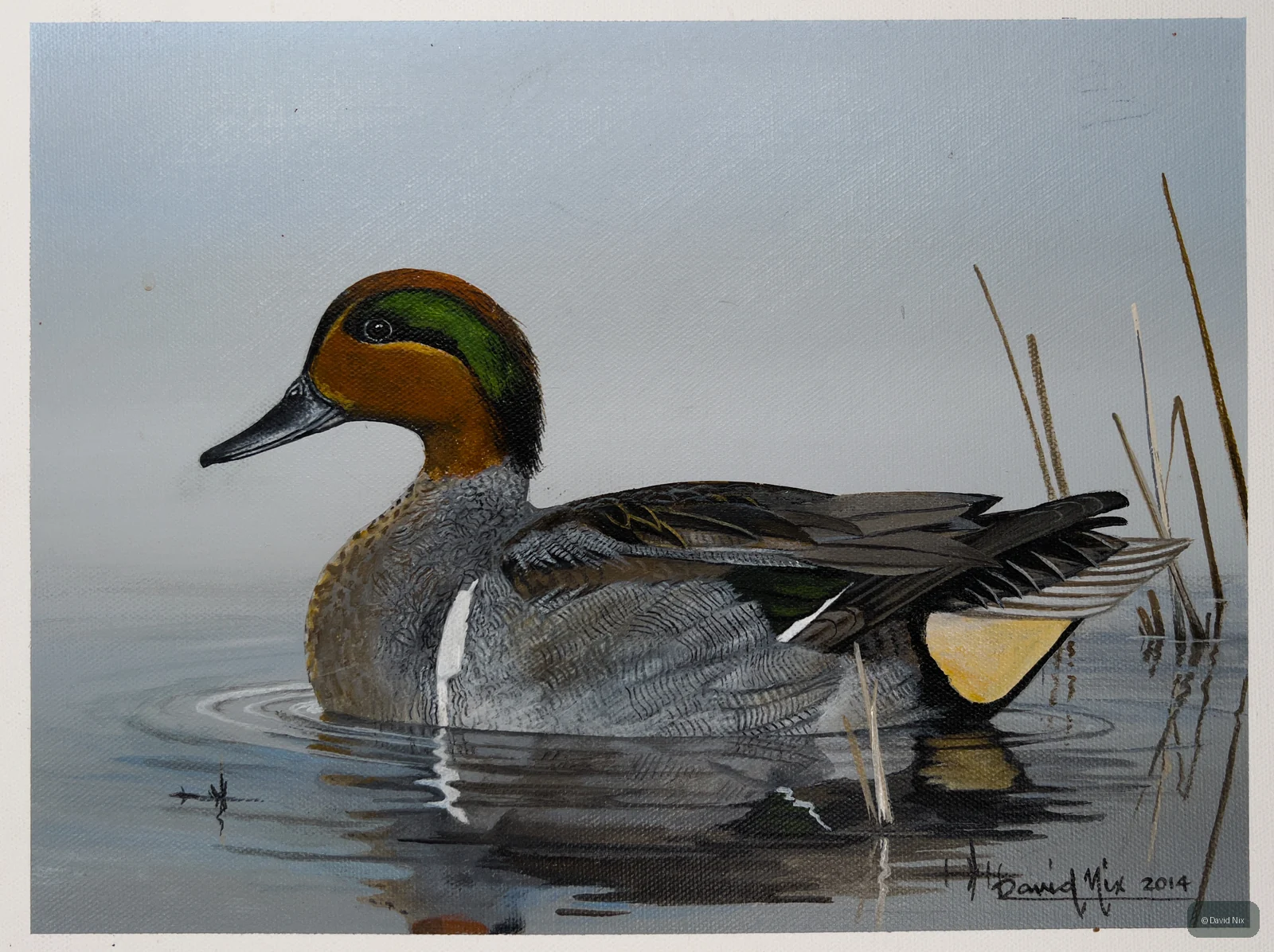 Green-Winged Teal in the Fog wildlife artwork.