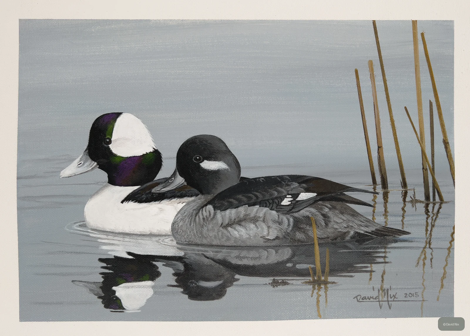 Bufflehead; bufflehead wildlife subject in wetland setting.