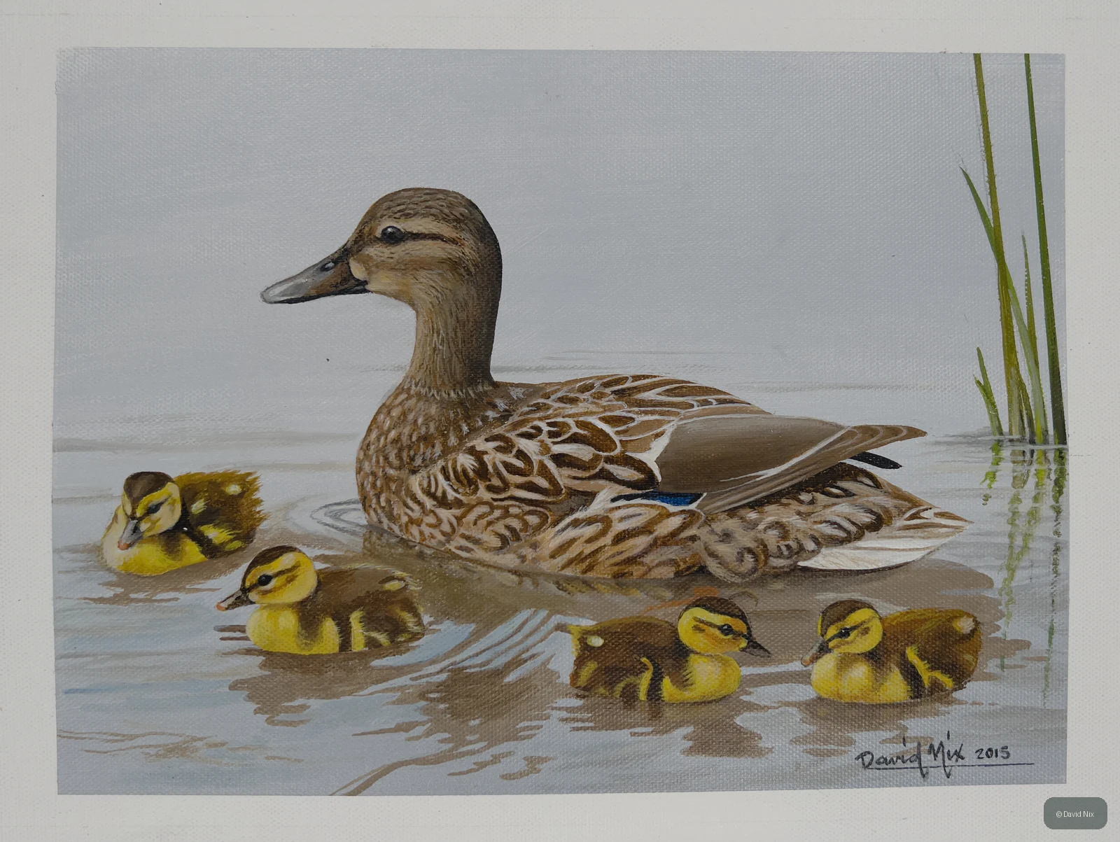 Mallard Duck family with ducklings on calm water.