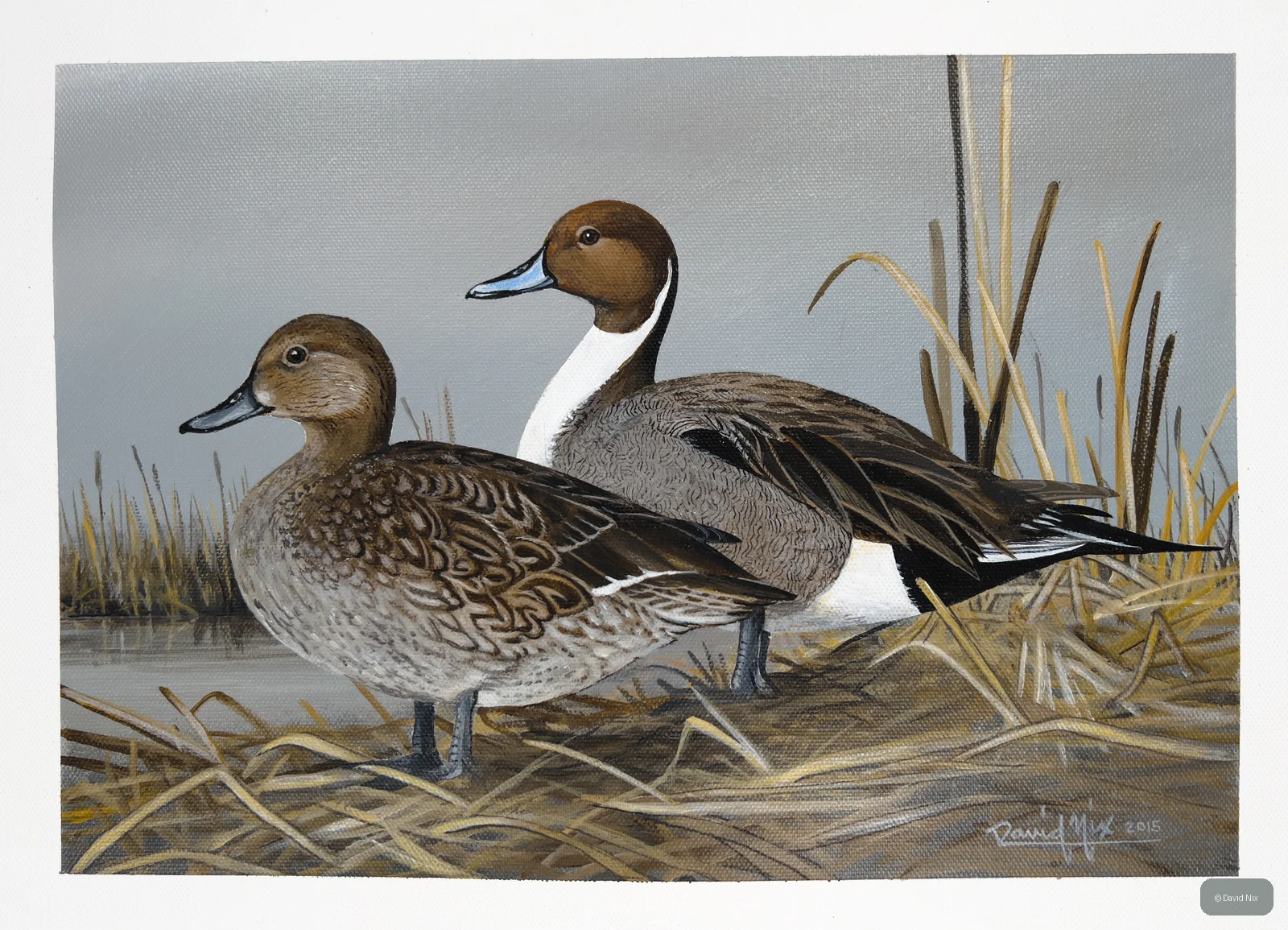Pair of pintail duck in a marsh or wetland setting.