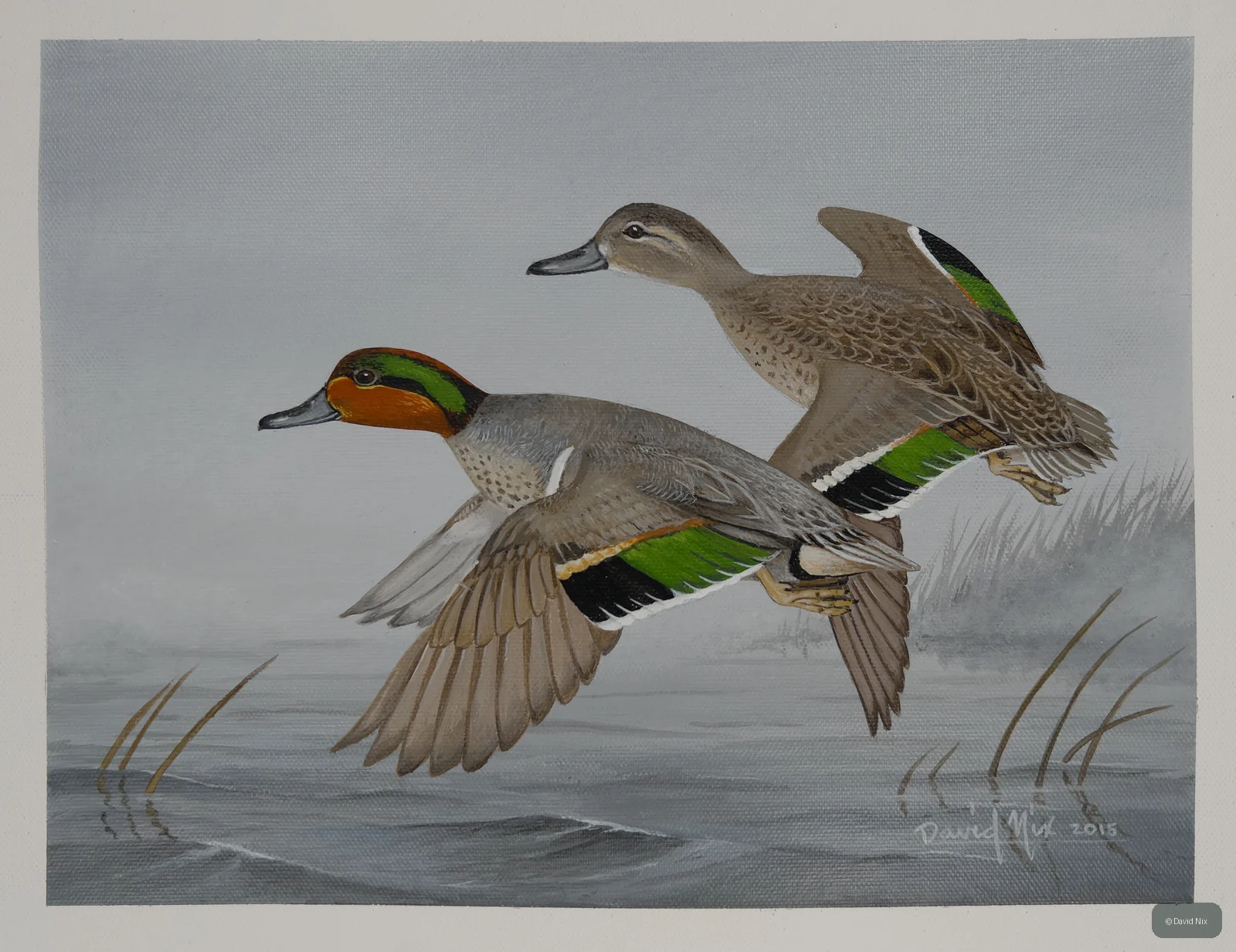 Pair of green-winged teal in flight over marsh/wetland setting.