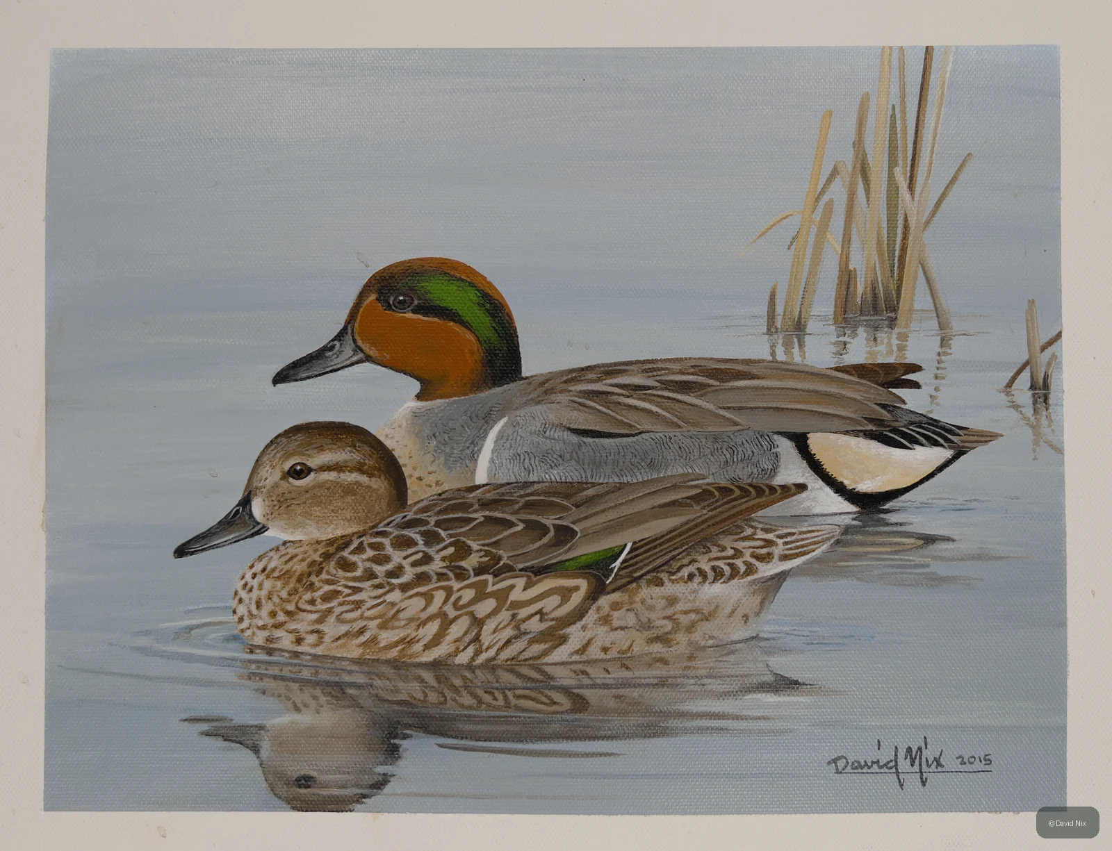 Pair of green-winged teal in a marsh or wetland setting.