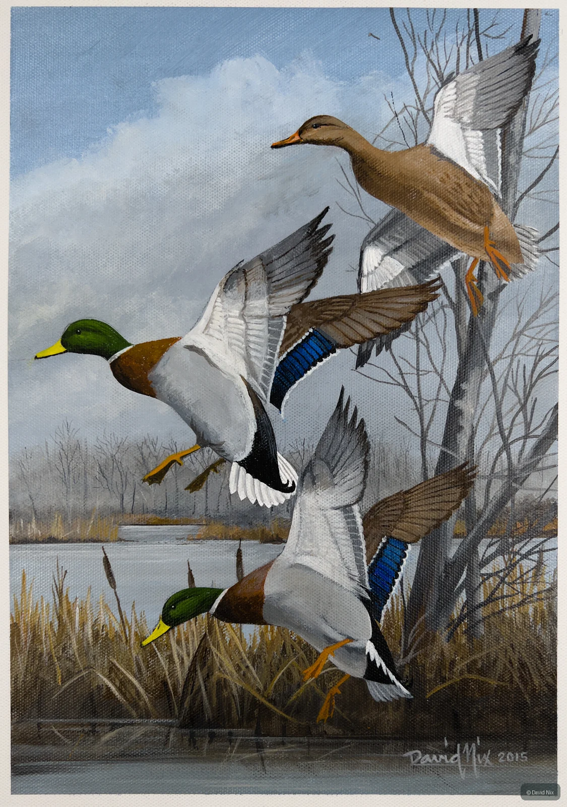 Mallard Duck Trio Landing wildlife artwork.