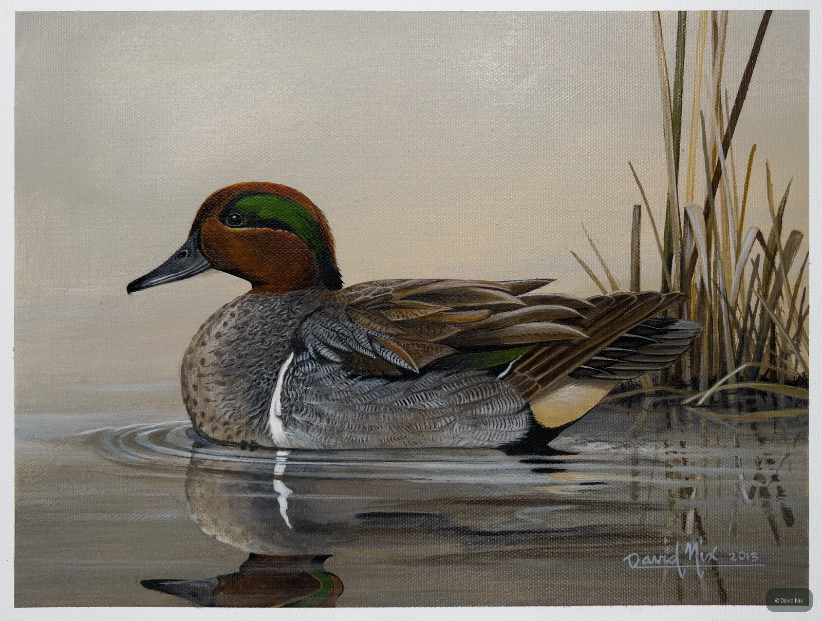 Green-Winged Teal Swimming by Reeds wildlife artwork.