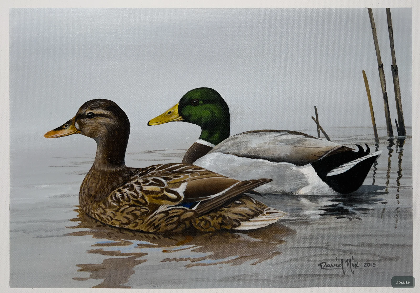 Mallards in the Morning; mallard duck wildlife artwork.