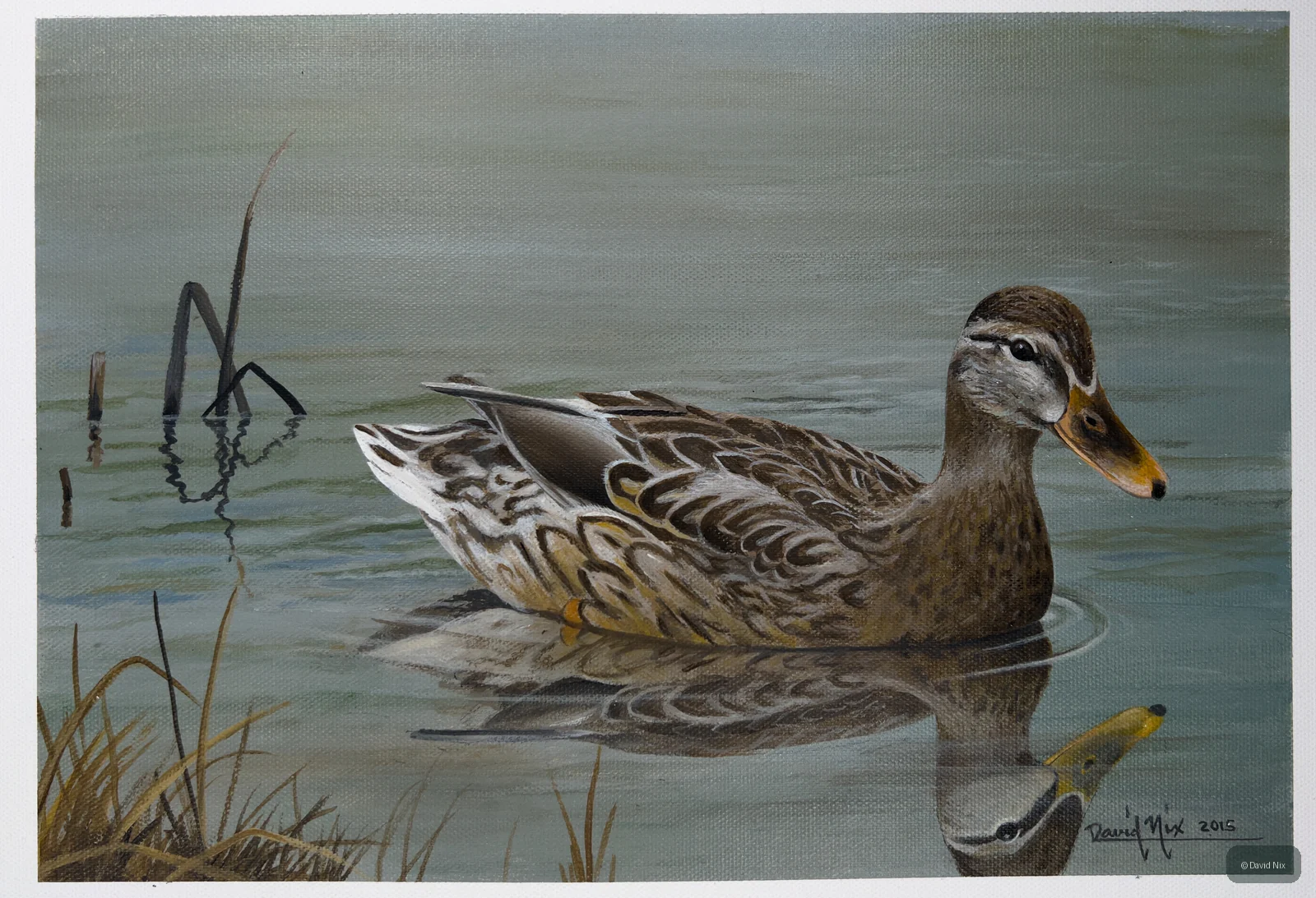 Mallard Mom on a Break; mallard duck wildlife artwork.