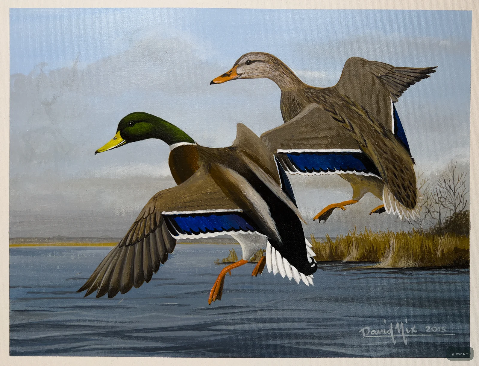 Mallard Pair Landing in Cove; mallard duck subject in the waterfowl series.