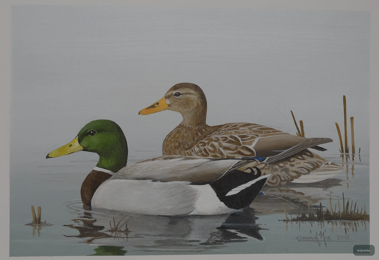 Mallard Pair on a Peaceful Morning; mallard duck subject in the waterfowl series.