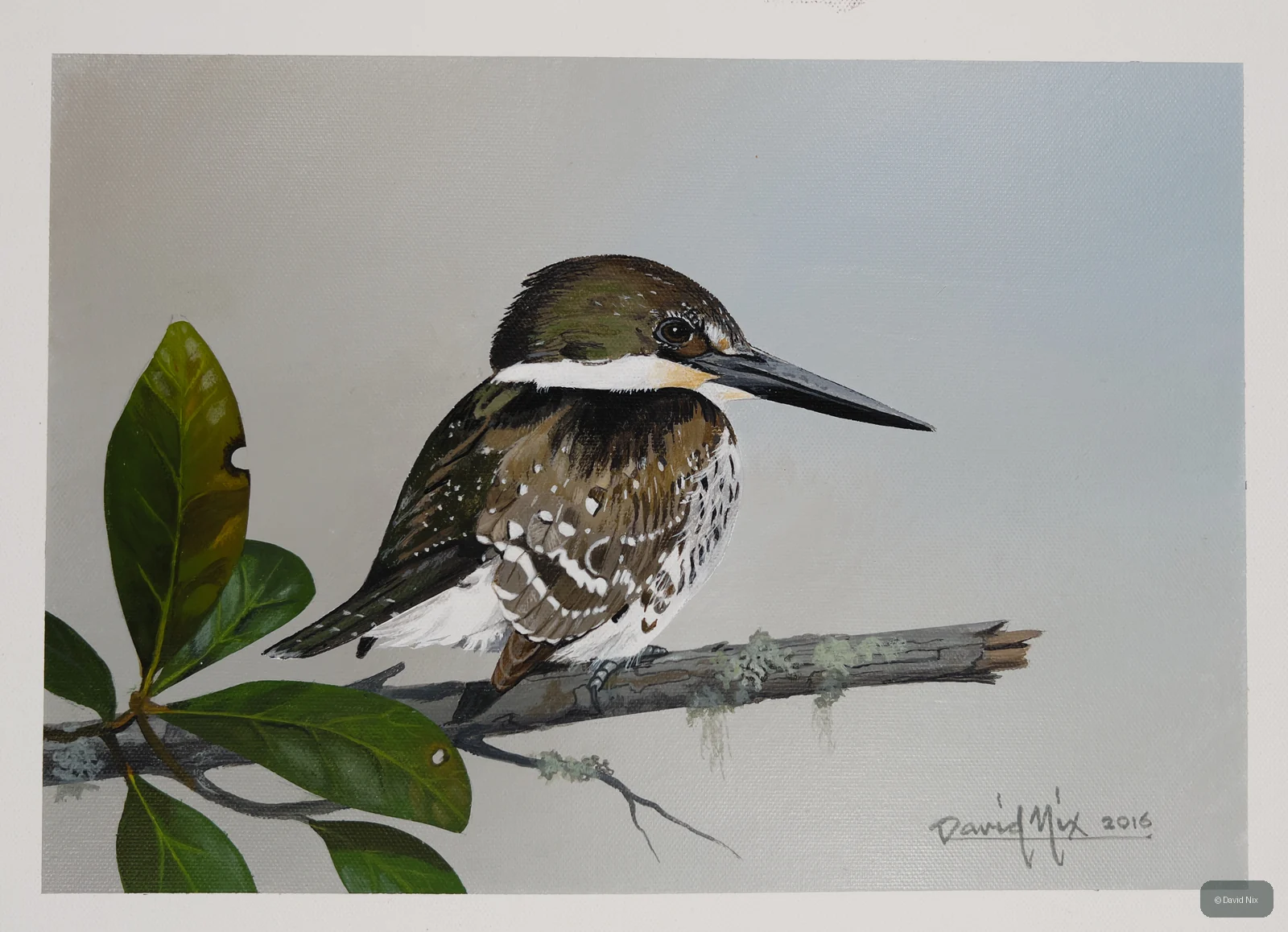 Kingfisher perched on branch/snag in wetland setting.