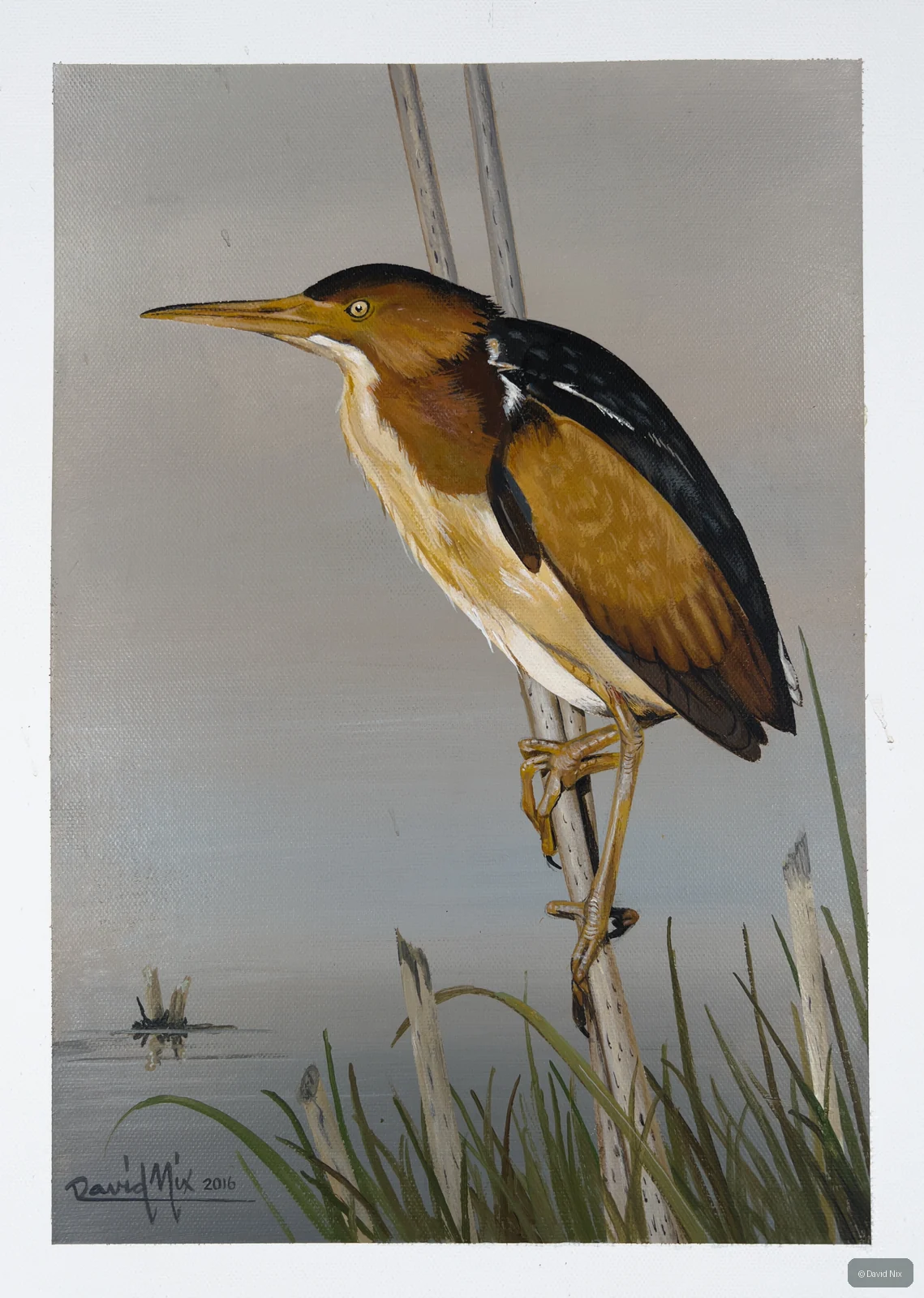 Least Bittern on Reed; least bittern wildlife subject in wetland setting.