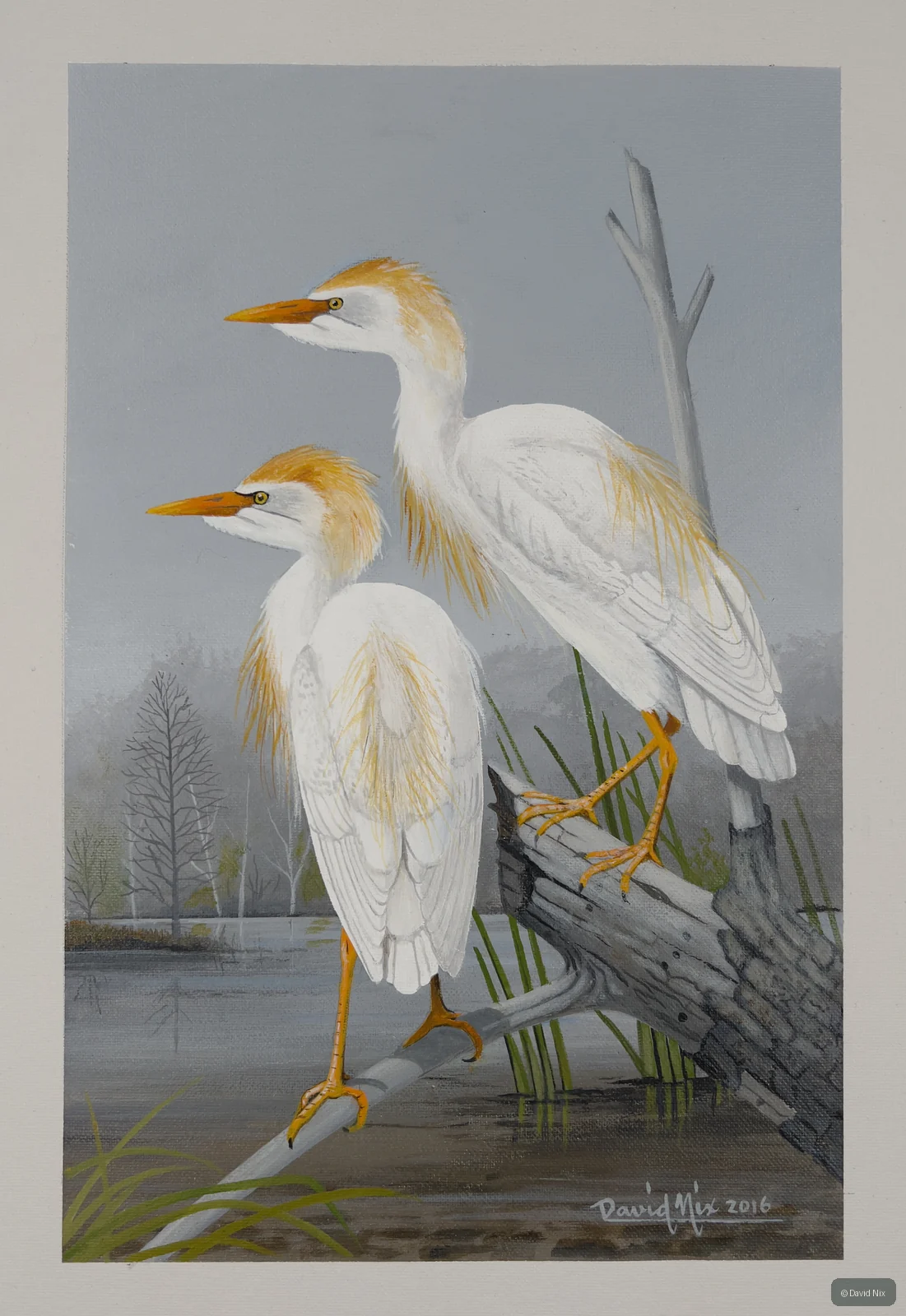 Cattle Egret perched on branch/snag in wetland setting.