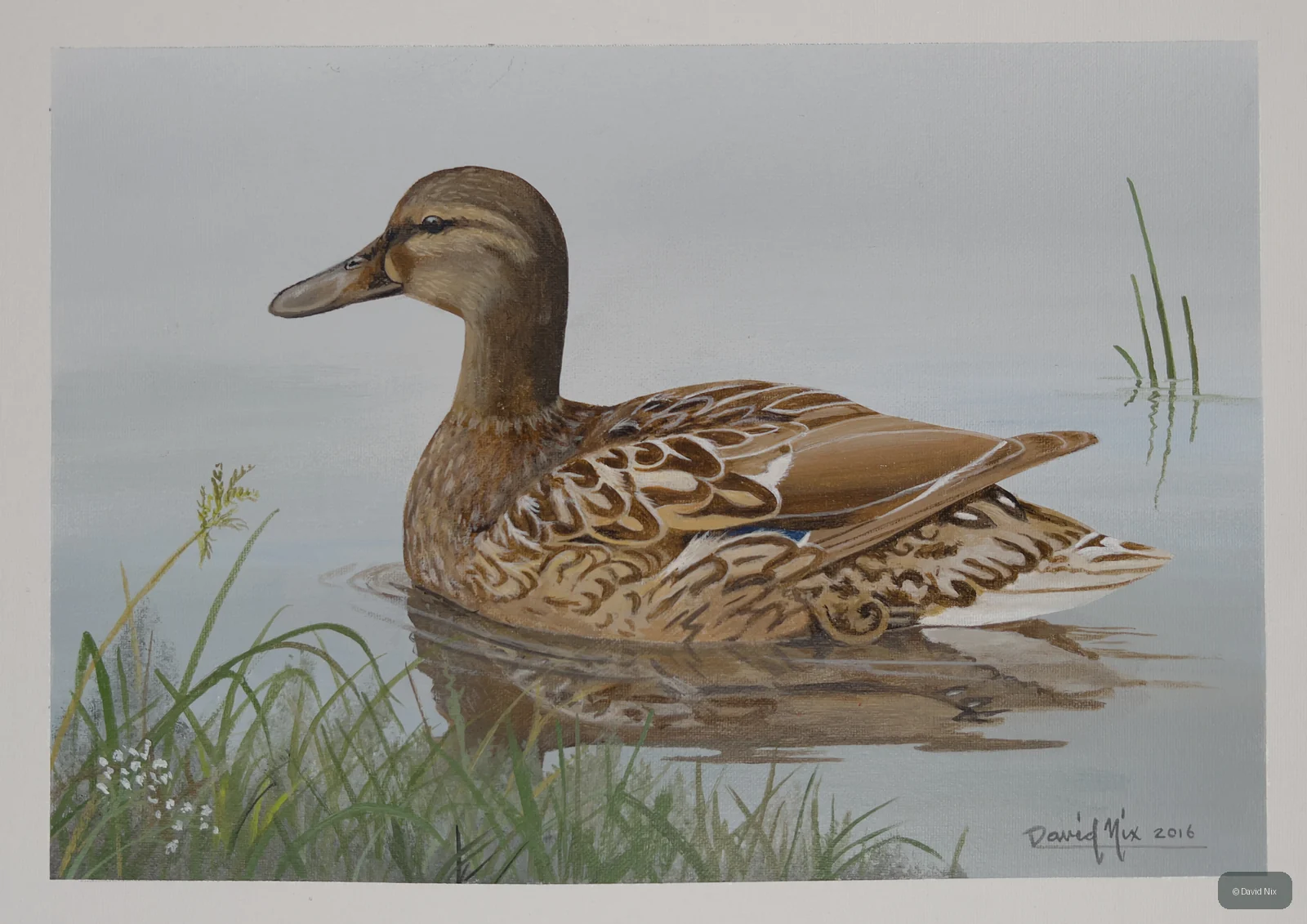 Mallard Duck swimming on calm water with soft reflections.