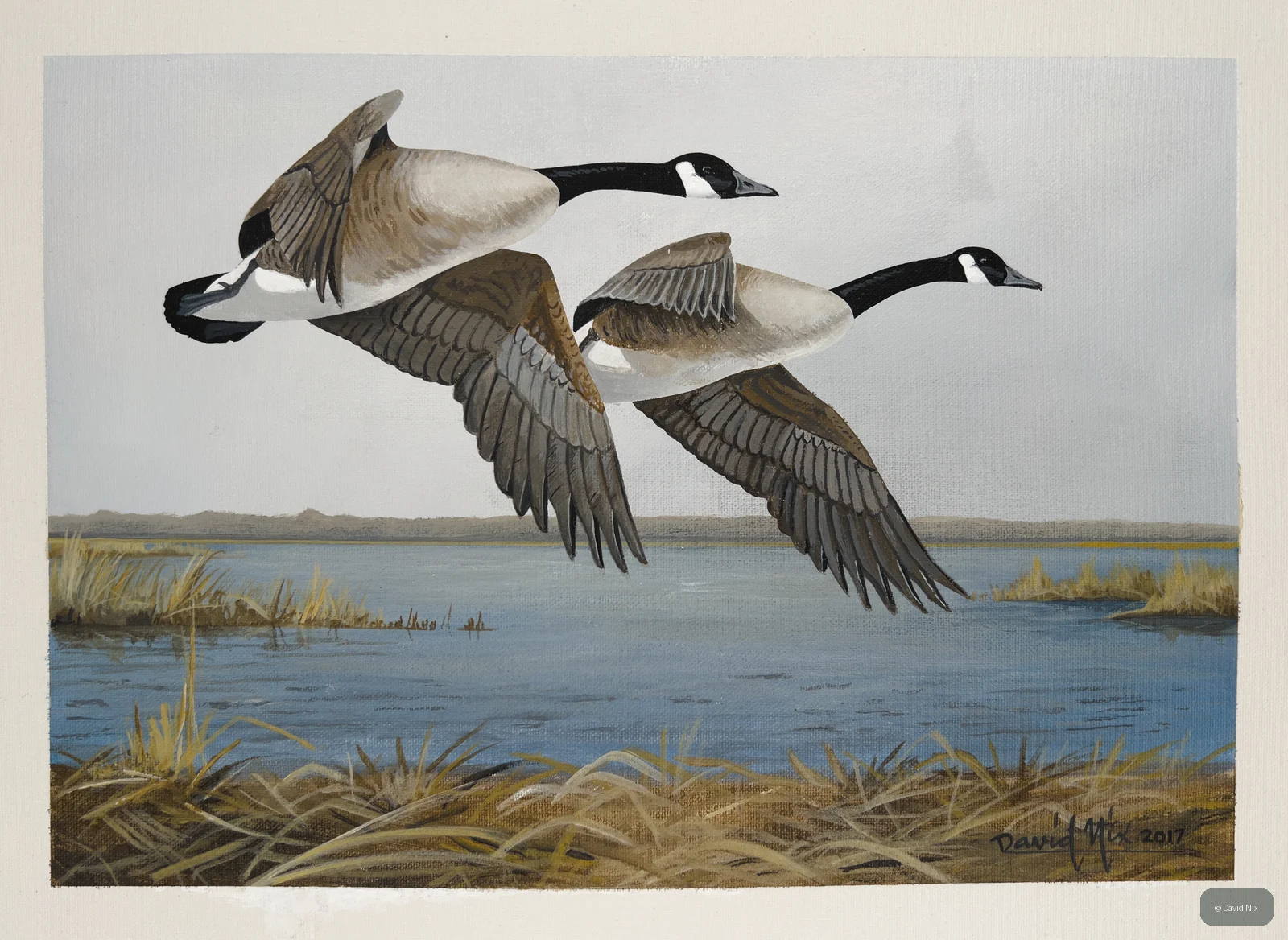 Pair of canada goose in flight over marsh/wetland setting.