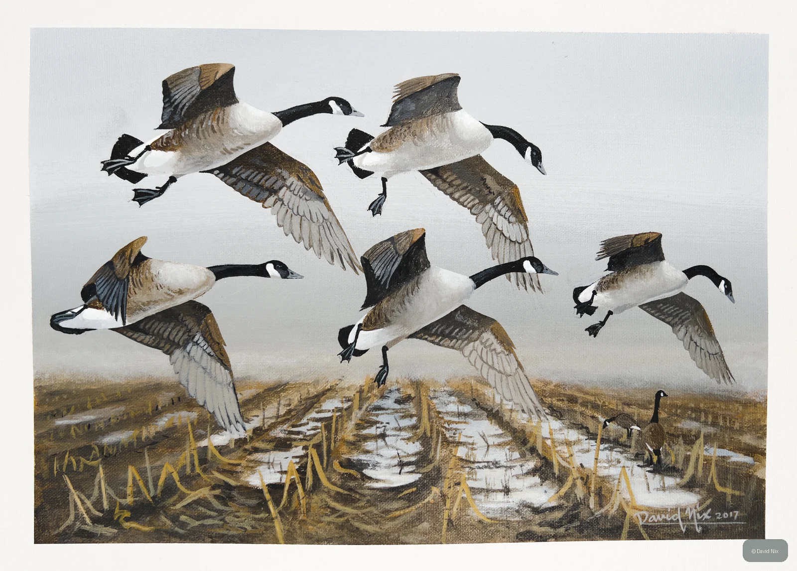 Canada Geese in Field; canada goose wildlife subject in wetland setting.