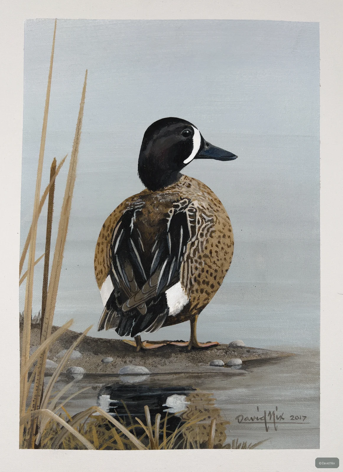 Blue-Winged Teal; blue-winged teal wildlife subject in wetland setting.