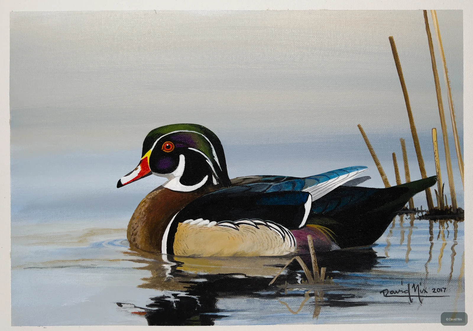 Surprised Wood Duck wildlife artwork.