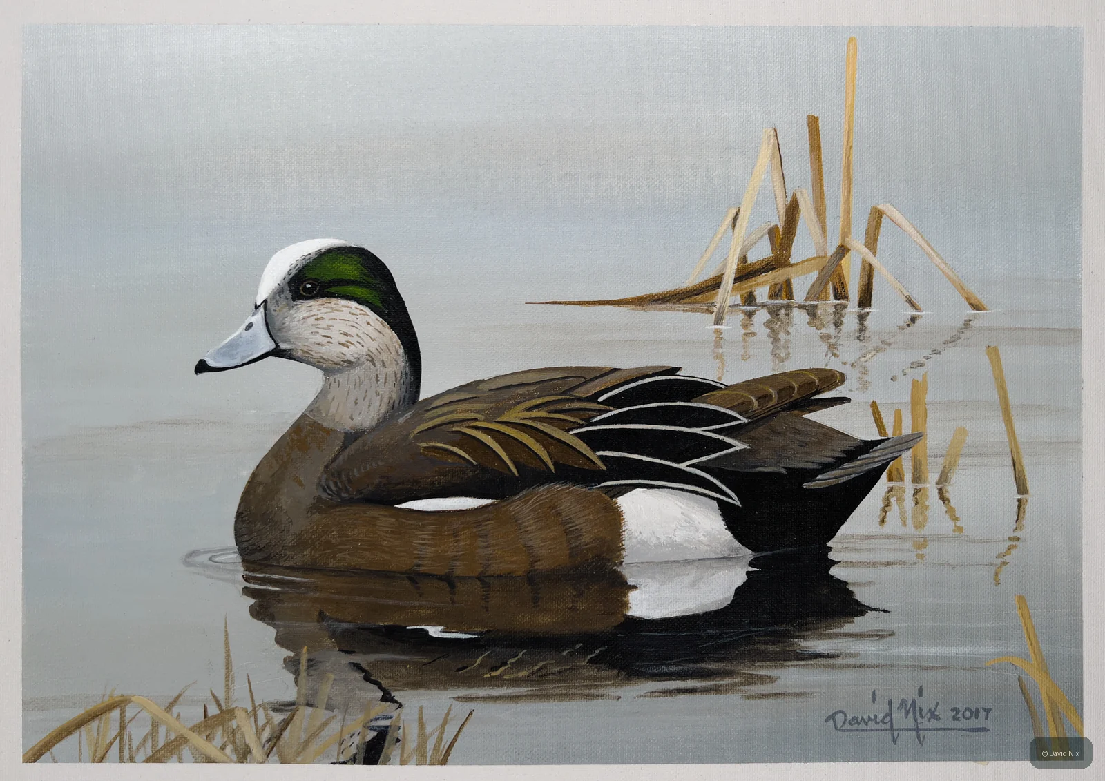American Wigeon Swimming wildlife artwork.