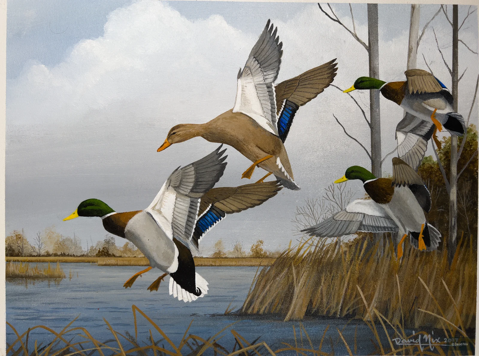 Mallard Group Landing on Lake; mallard duck subject in the waterfowl series.