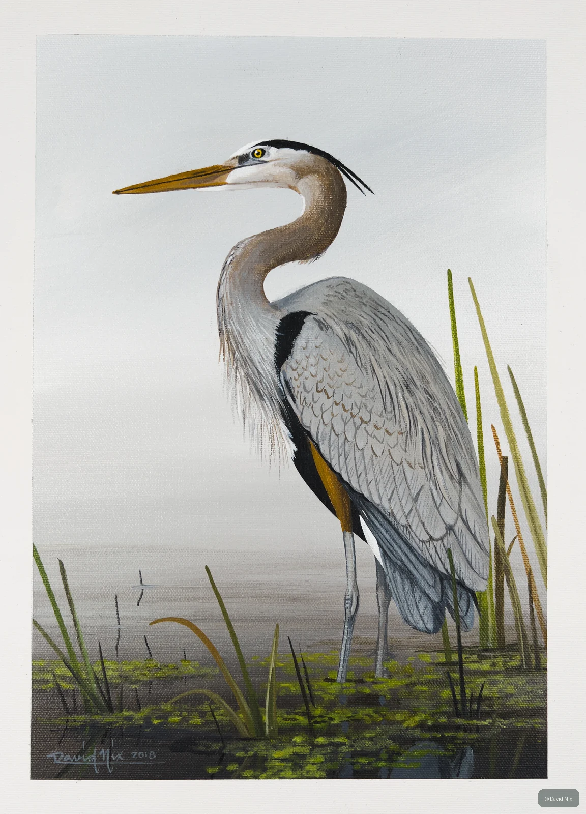 Great Blue Heron among reeds in a marsh setting.