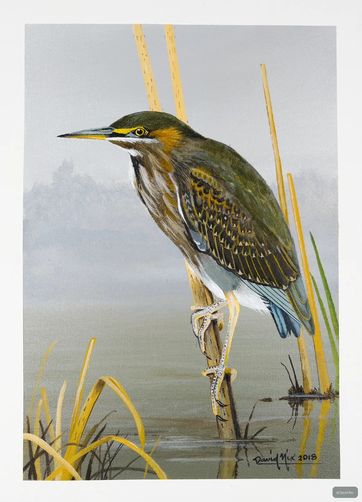 Little Green Heron among reeds in a marsh setting.