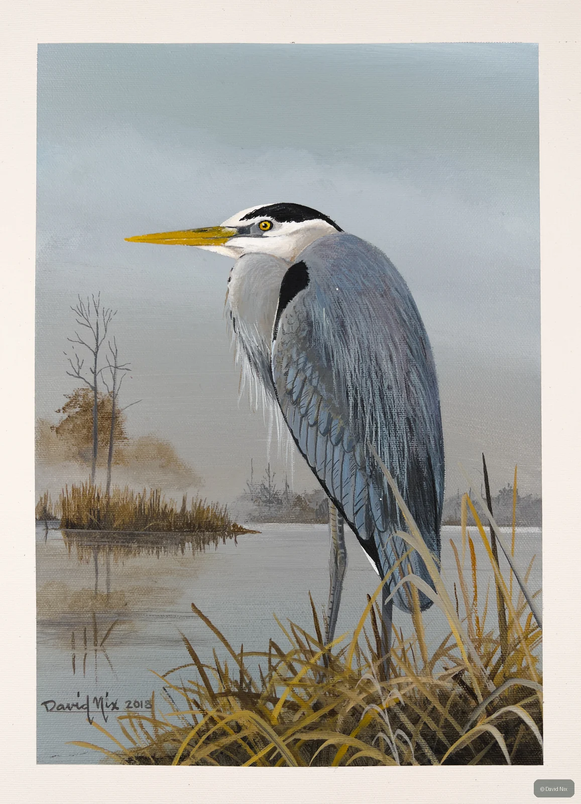 Great Blue Heron among reeds in a marsh setting.