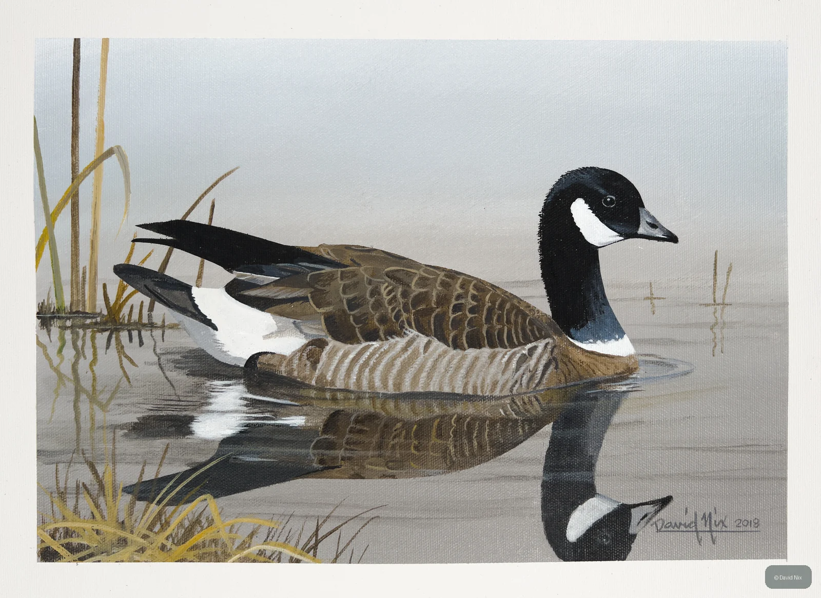 Canada Goose swimming on calm water with soft reflections.