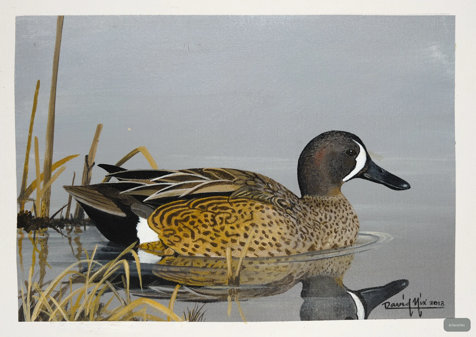Blue-Winged Teal; blue-winged teal wildlife subject in wetland setting.