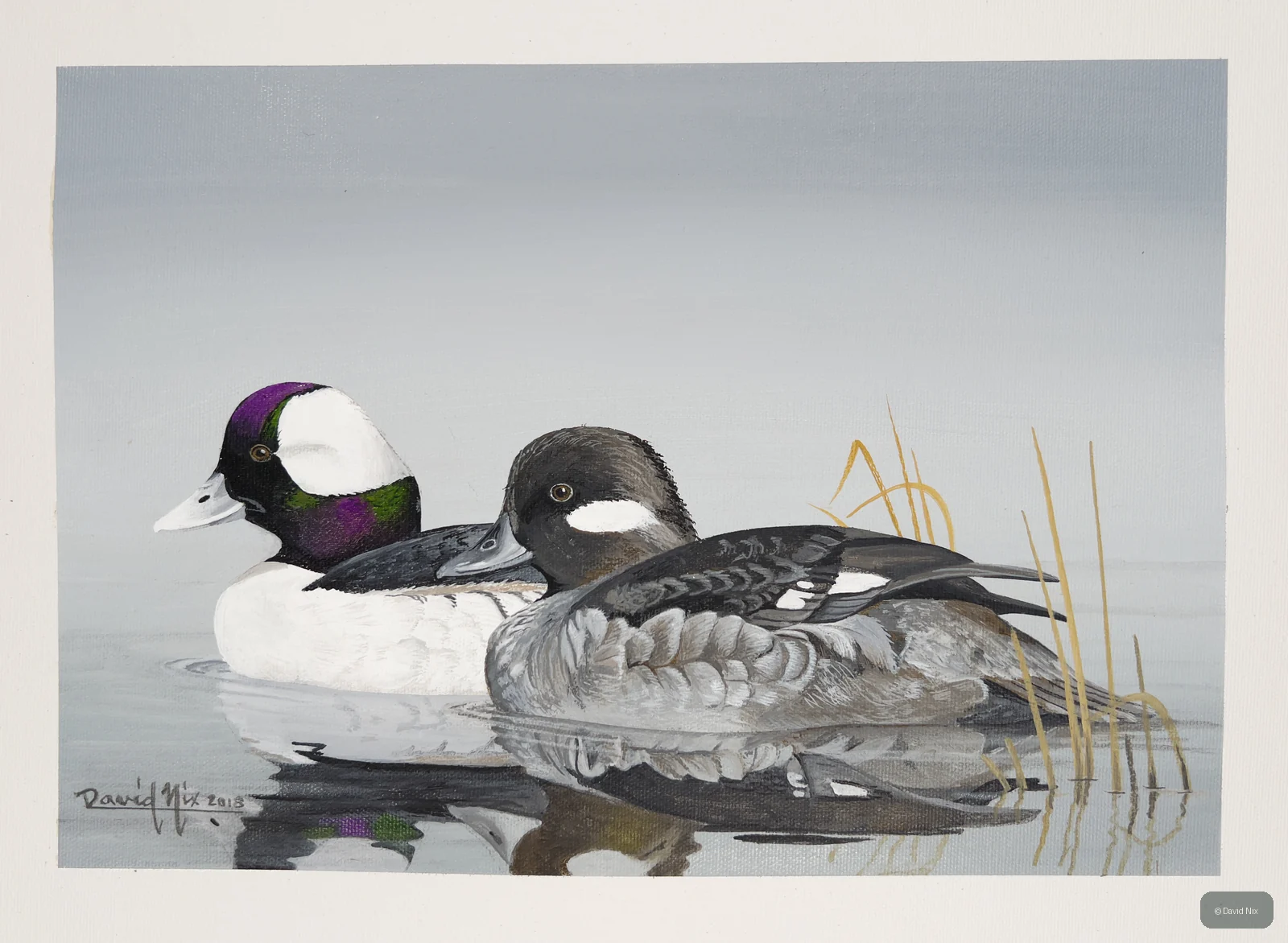 Male and female bufflehead pair on calm water.
