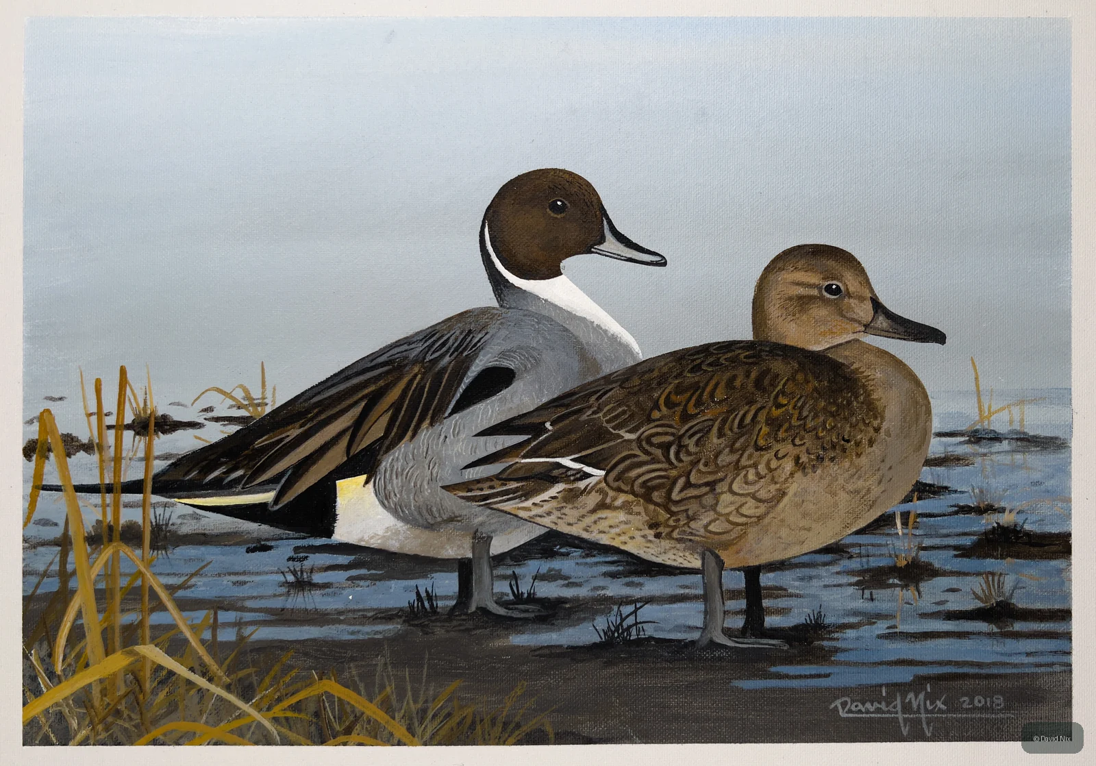 Northern Pintail Pair on Shoreline; pintail duck wildlife artwork.