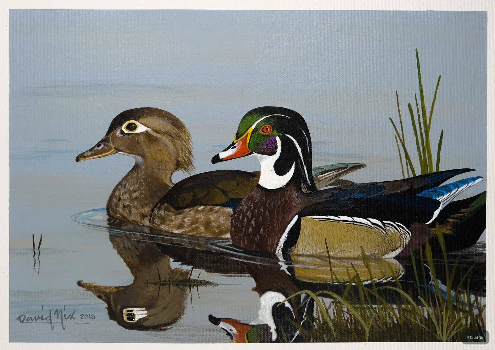 Wood Duck Pair in Water wildlife artwork.