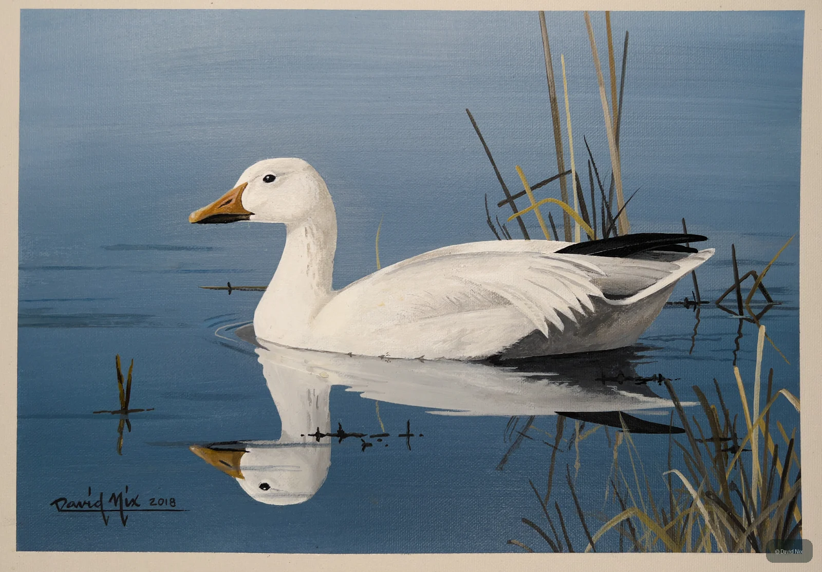 Snow Goose in Pond; lesser snow goose wildlife artwork.