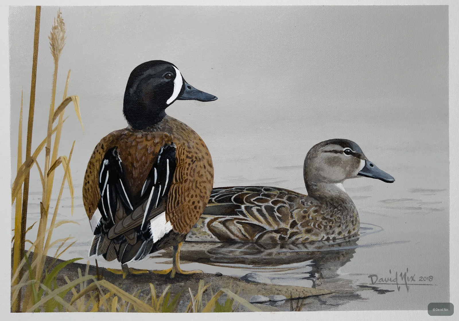 Blue-Winged Teal Pair on Shoreline wildlife artwork.