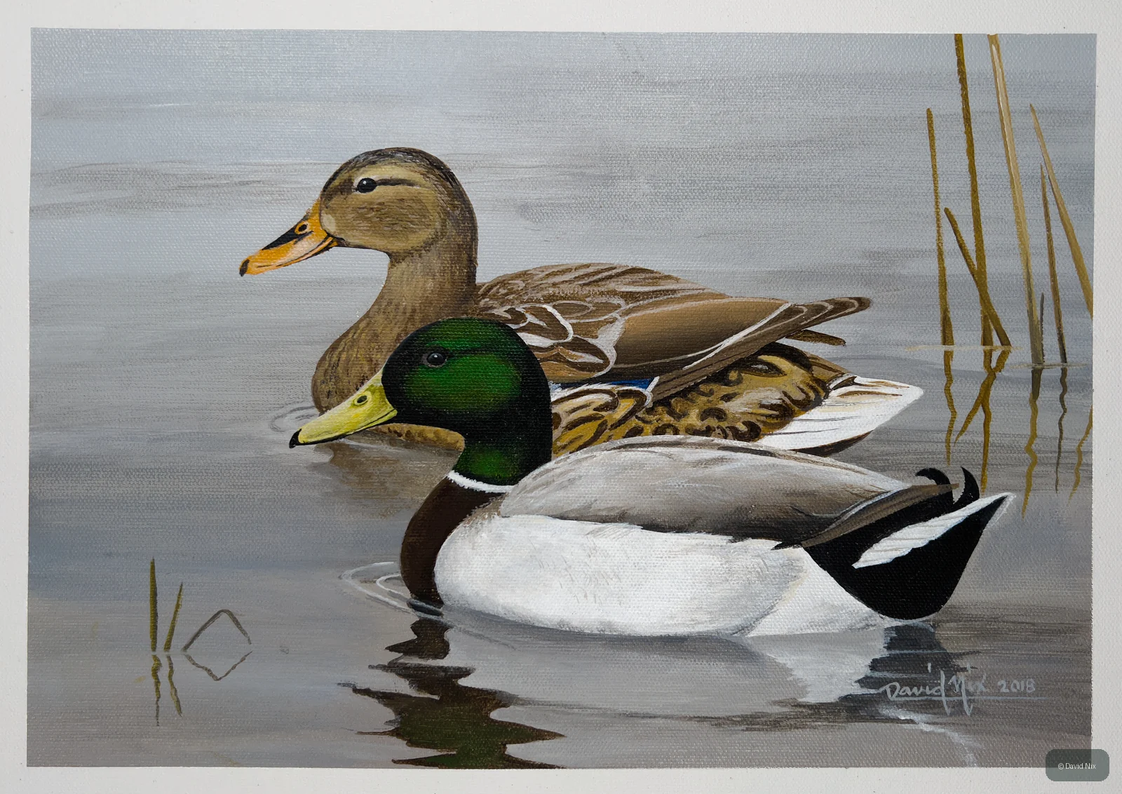 Mallard Pair on Placid Water; mallard duck wildlife artwork.