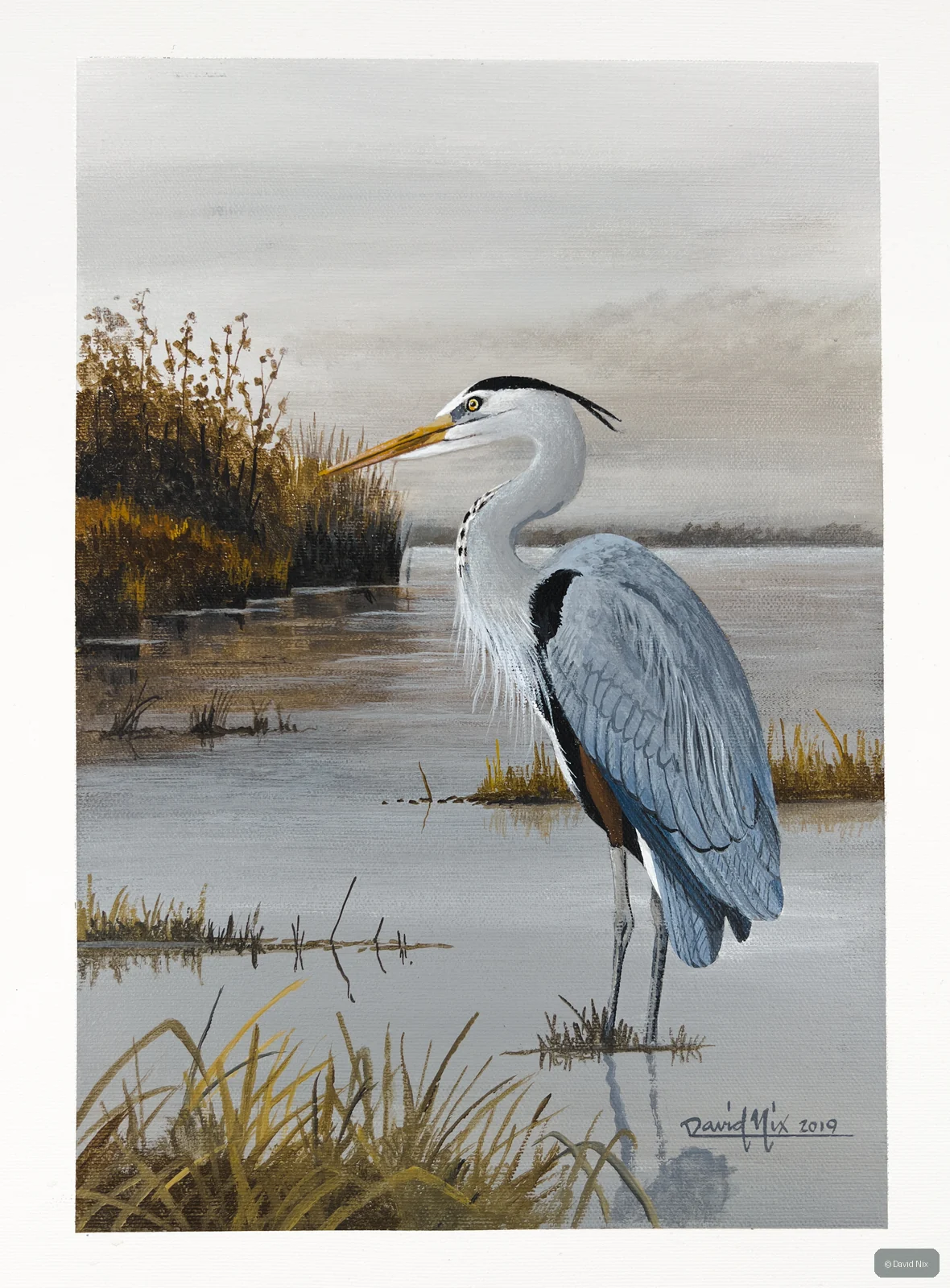 Great Blue Heron along shoreline in quiet wetland scene.