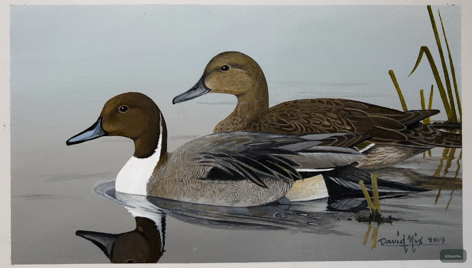 Pintail Pair in Morning; pintail duck subject in the waterfowl series.