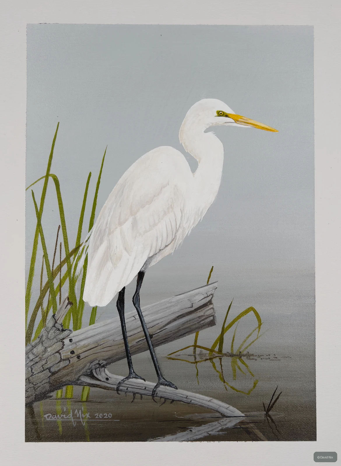Egret; egret wildlife subject in wetland setting.