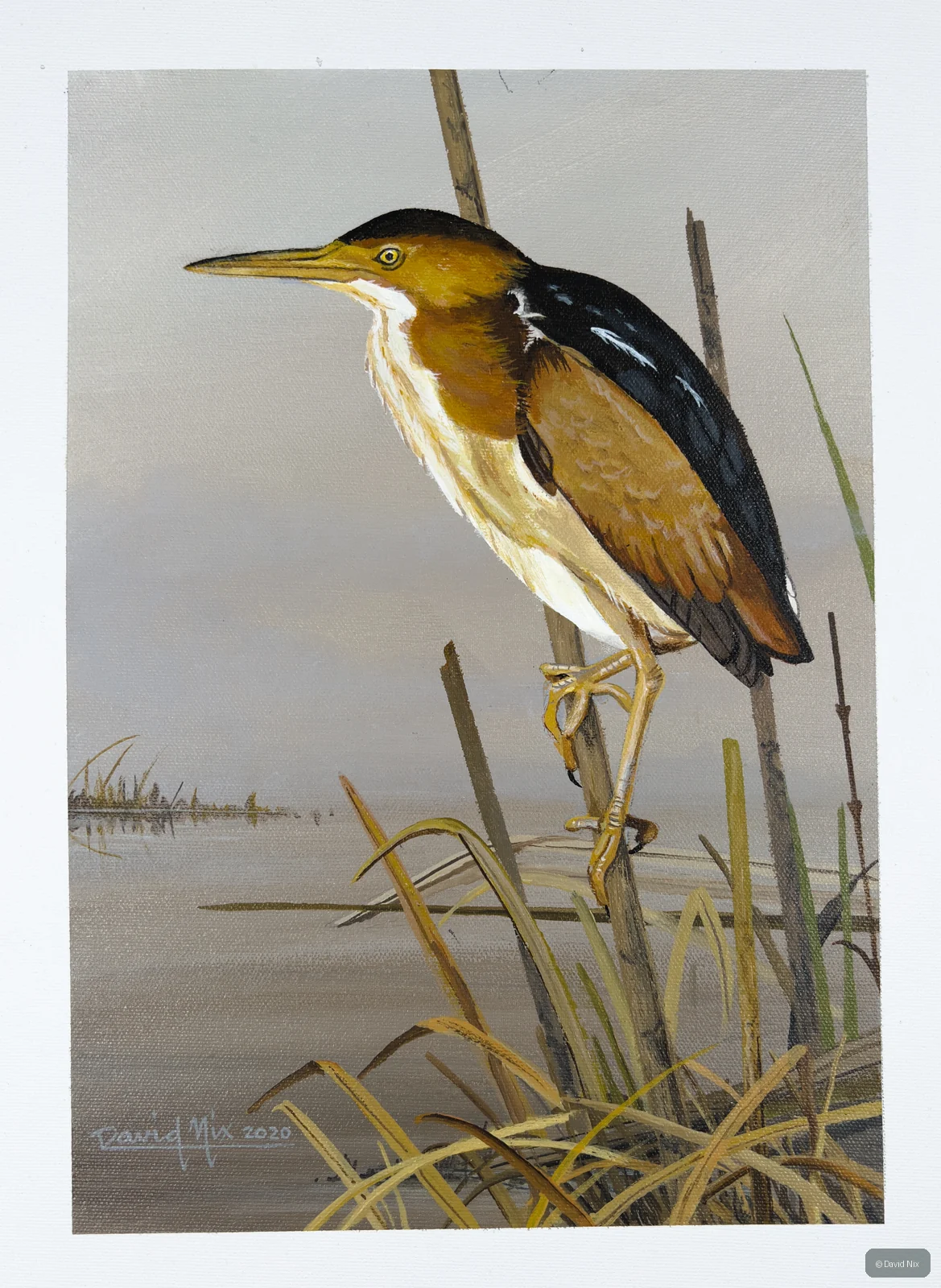 Least Bittern; least bittern wildlife subject in wetland setting.