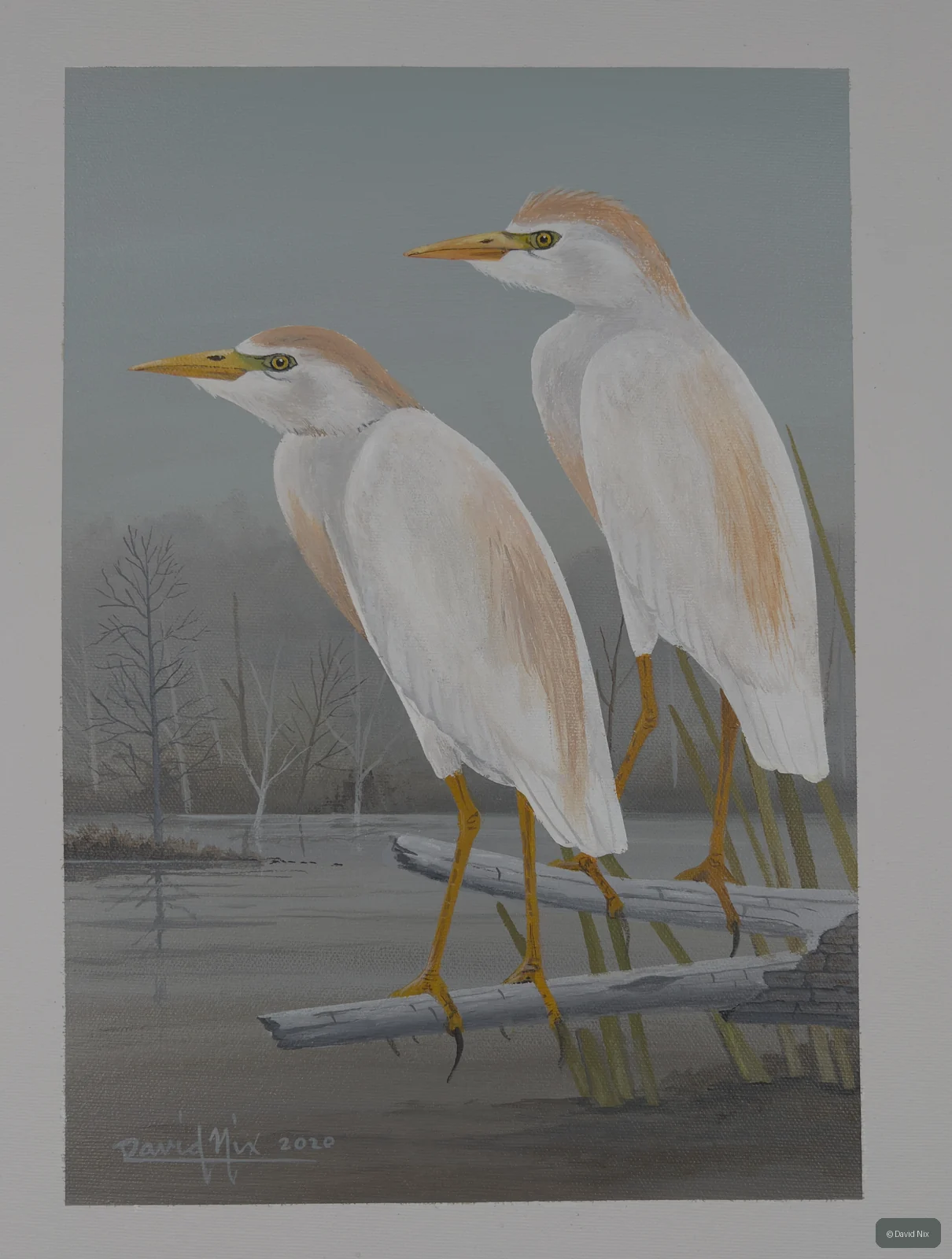 Pair of cattle egret in a marsh or wetland setting.