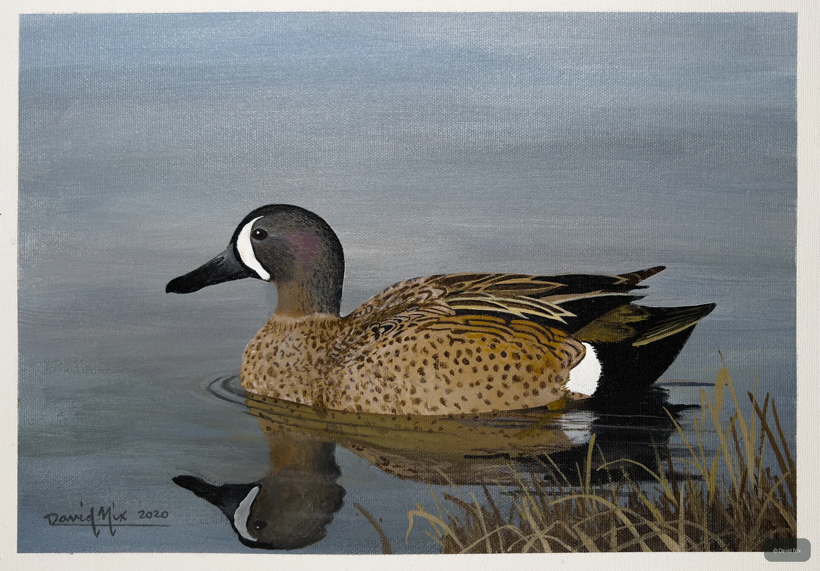 Blue-Winged Teal Female wildlife artwork.