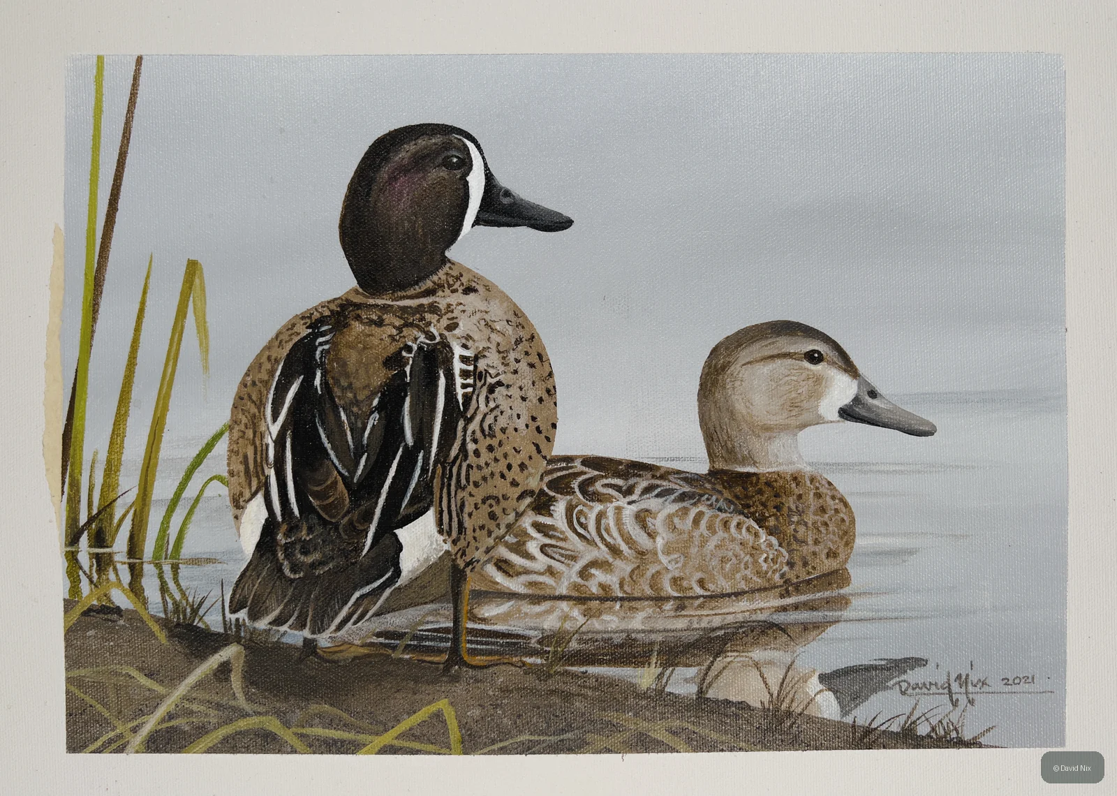 Pair of blue-winged teal in a marsh or wetland setting.