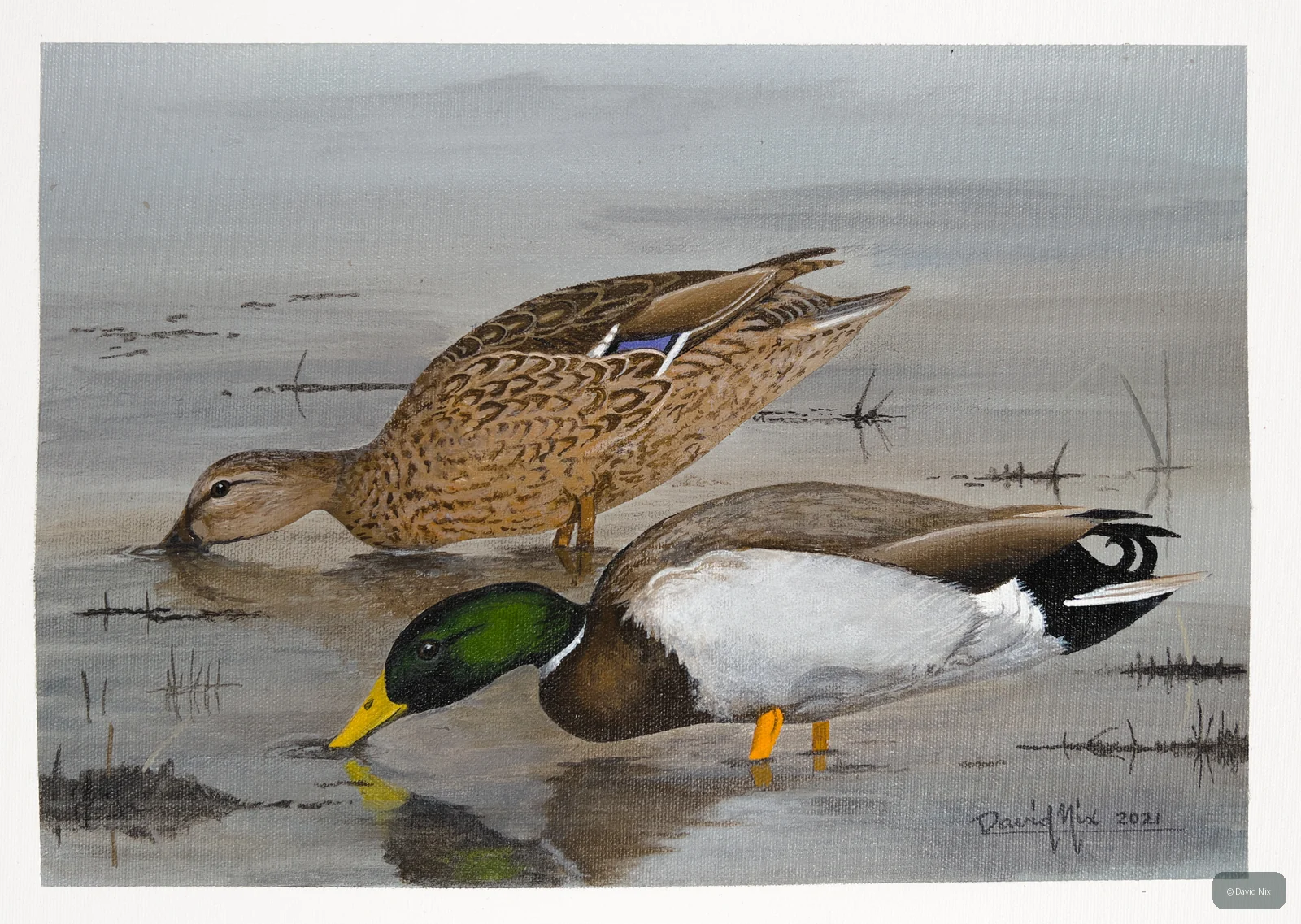 Pair of mallard duck in a marsh or wetland setting.