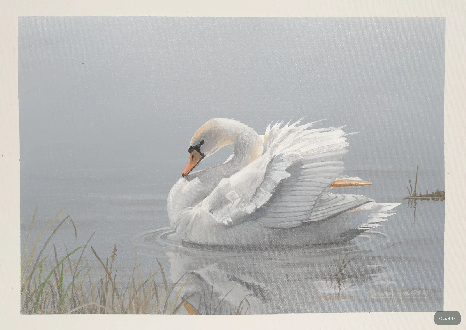 Swan ruffling feathers on calm water.