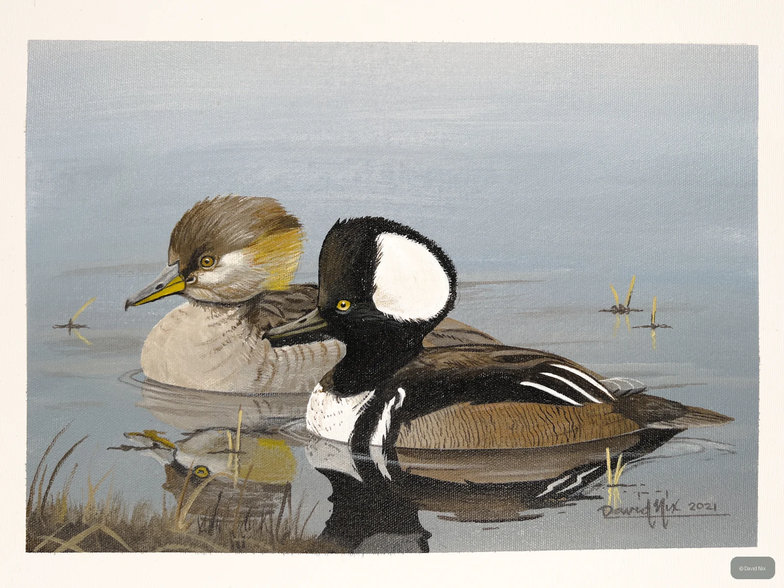Pair of merganser in a marsh or wetland setting.