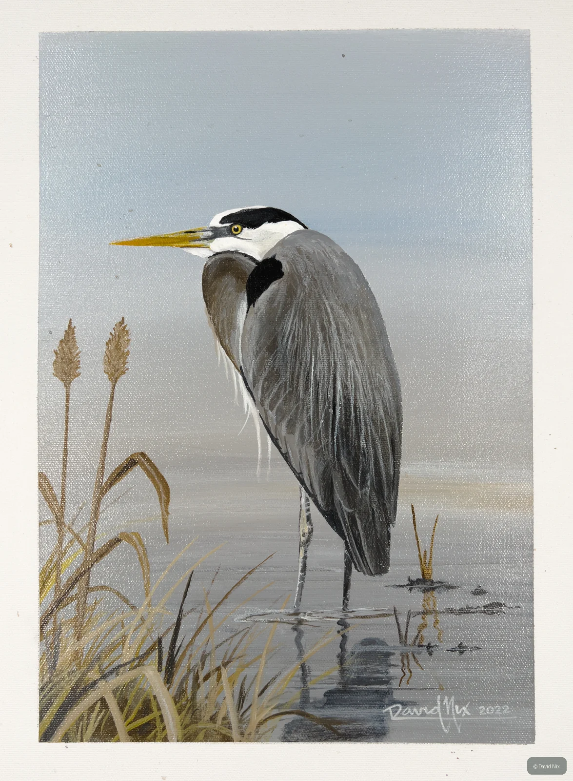 Great Blue Heron in Marsh; great blue heron wildlife subject in wetland setting.